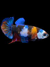 Load image into Gallery viewer, Female Halfmoon Plakat - Galaxy #2212 - Live Betta Fish
