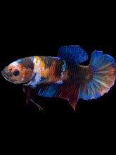 Load image into Gallery viewer, Female Halfmoon Plakat - Galaxy #2212 - Live Betta Fish
