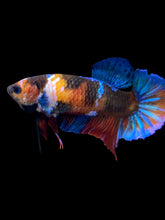 Load image into Gallery viewer, Female Halfmoon Plakat - Galaxy #2212 - Live Betta Fish

