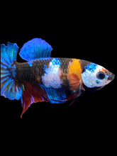 Load image into Gallery viewer, Female Halfmoon Plakat - Galaxy #2212 - Live Betta Fish
