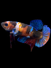 Load image into Gallery viewer, Female Halfmoon Plakat - Galaxy #2212 - Live Betta Fish
