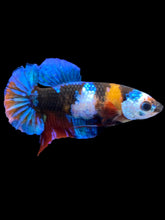 Load image into Gallery viewer, Female Halfmoon Plakat - Galaxy #2212 - Live Betta Fish
