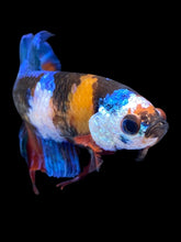 Load image into Gallery viewer, Female Halfmoon Plakat - Galaxy #2212 - Live Betta Fish
