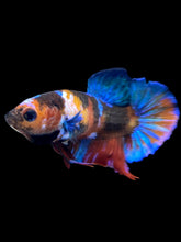 Load image into Gallery viewer, Female Halfmoon Plakat - Galaxy #2212 - Live Betta Fish
