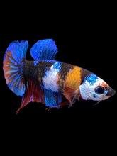 Load image into Gallery viewer, Female Halfmoon Plakat - Galaxy #2212 - Live Betta Fish
