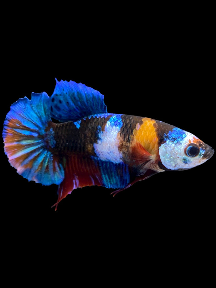 Female Halfmoon Plakat - Galaxy #2212 - Live Betta Fish