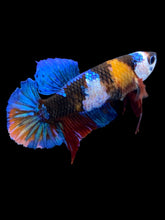 Load image into Gallery viewer, Female Halfmoon Plakat - Galaxy #2212 - Live Betta Fish
