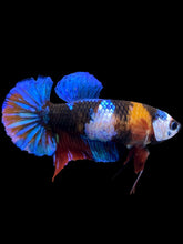 Load image into Gallery viewer, Female Halfmoon Plakat - Galaxy #2212 - Live Betta Fish
