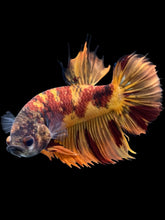 Load image into Gallery viewer, Male Crowntail Plakat - Nemo #2213 - Live Betta Fish
