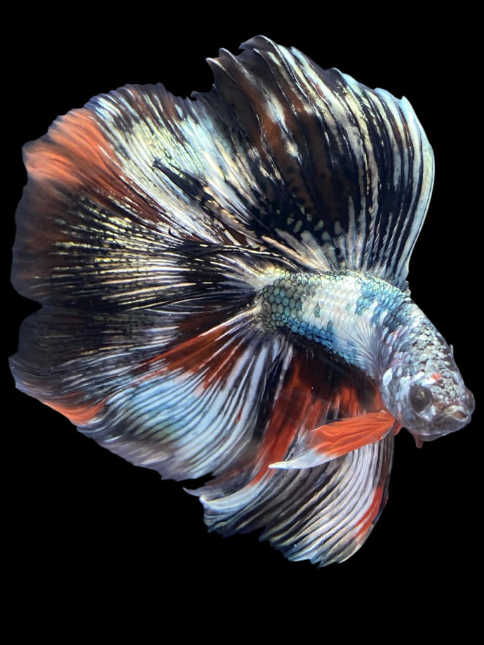 Male Fullmoon - Galaxy Copper #2213 - Live Betta Fish
