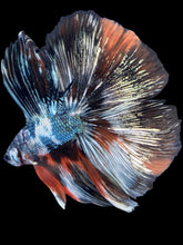 Load image into Gallery viewer, Male Fullmoon - Galaxy Copper #2213 - Live Betta Fish
