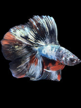 Load image into Gallery viewer, Male Fullmoon - Galaxy Copper #2213 - Live Betta Fish
