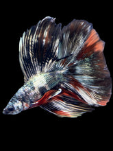 Load image into Gallery viewer, Male Fullmoon - Galaxy Copper #2213 - Live Betta Fish
