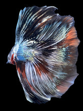Load image into Gallery viewer, Male Fullmoon - Galaxy Copper #2213 - Live Betta Fish
