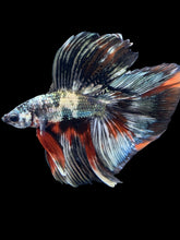 Load image into Gallery viewer, Male Fullmoon - Galaxy Copper #2213 - Live Betta Fish
