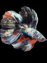 Load image into Gallery viewer, Male Fullmoon - Galaxy Copper #2213 - Live Betta Fish
