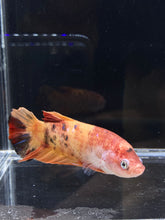 Load image into Gallery viewer, GIANT Female Halfmoon Plakat - Galaxy #2214 Live Betta Fish
