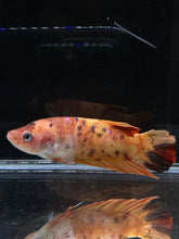 Load image into Gallery viewer, GIANT Female Halfmoon Plakat - Galaxy #2214 Live Betta Fish
