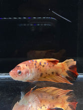 Load image into Gallery viewer, GIANT Female Halfmoon Plakat - Galaxy #2214 Live Betta Fish
