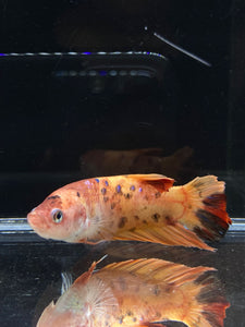 GIANT Female Halfmoon Plakat - Galaxy #2214 Live Betta Fish