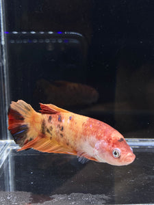 GIANT Female Halfmoon Plakat - Galaxy #2214 Live Betta Fish