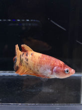 Load image into Gallery viewer, GIANT Female Halfmoon Plakat - Galaxy #2214 Live Betta Fish
