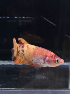 GIANT Female Halfmoon Plakat - Galaxy #2214 Live Betta Fish