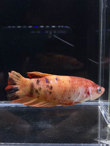 GIANT Female Halfmoon Plakat - Galaxy #2214 Live Betta Fish