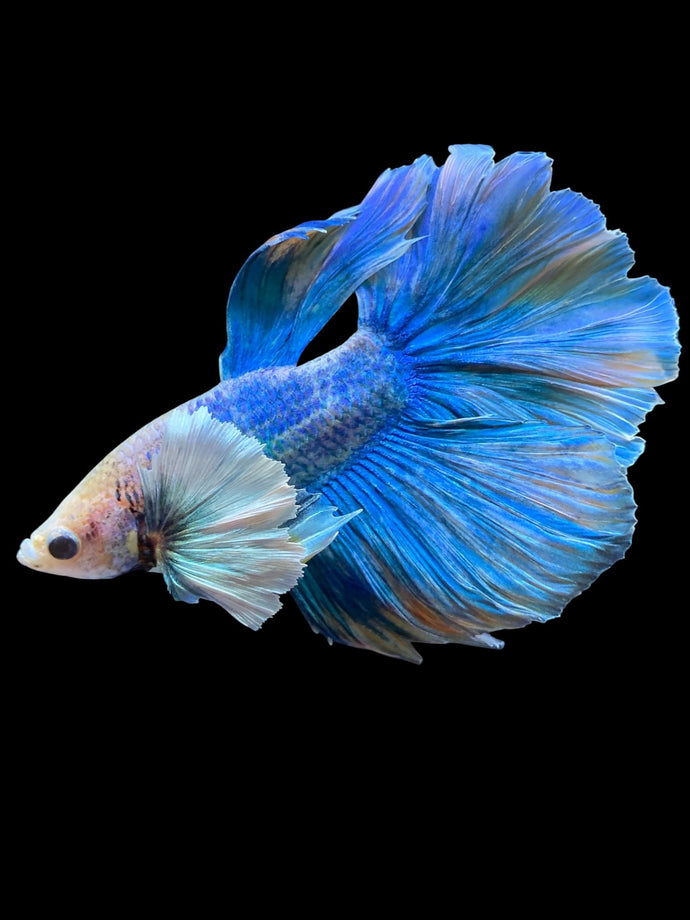 Male Rosetail - Dumbo #2214 - Live Betta Fish