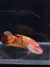 Load image into Gallery viewer, GIANT Female Halfmoon Plakat - Galaxy #2214 Live Betta Fish
