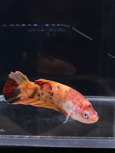 GIANT Female Halfmoon Plakat - Galaxy #2214 Live Betta Fish