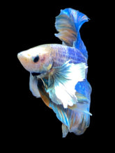 Load image into Gallery viewer, Male Rosetail - Dumbo #2214 - Live Betta Fish
