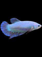 Load image into Gallery viewer, GIANT Female Halfmoon - Fancy Dragon #2215 Live Betta Fish
