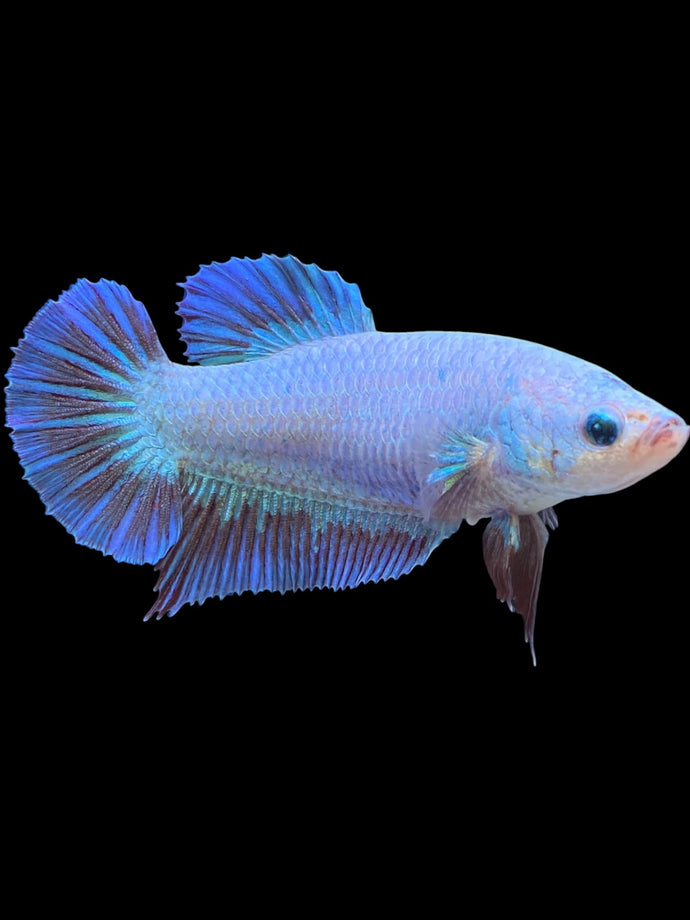 GIANT Female Halfmoon - Fancy Dragon #2215 Live Betta Fish