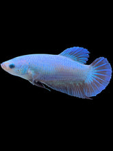 Load image into Gallery viewer, GIANT Female Halfmoon - Fancy Dragon #2215 Live Betta Fish
