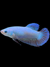 Load image into Gallery viewer, GIANT Female Halfmoon - Fancy Dragon #2215 Live Betta Fish
