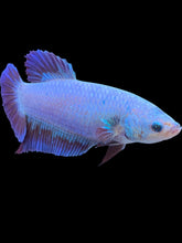 Load image into Gallery viewer, GIANT Female Halfmoon - Fancy Dragon #2215 Live Betta Fish
