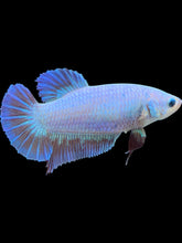 Load image into Gallery viewer, GIANT Female Halfmoon - Fancy Dragon #2215 Live Betta Fish

