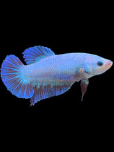 Load image into Gallery viewer, GIANT Female Halfmoon - Fancy Dragon #2215 Live Betta Fish

