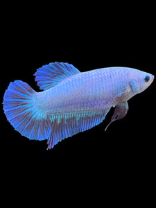 GIANT Female Halfmoon - Fancy Dragon #2215 Live Betta Fish