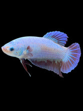 Load image into Gallery viewer, GIANT Female Halfmoon - Fancy Dragon #2215 Live Betta Fish
