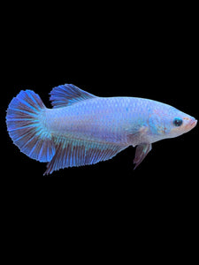 GIANT Female Halfmoon - Fancy Dragon #2215 Live Betta Fish