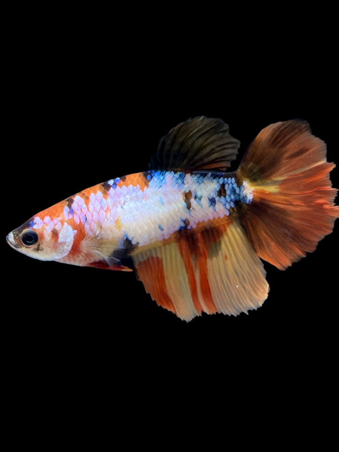 TOP GRADE Female Halfmoon - Galaxy #2216 - Live Betta Fish