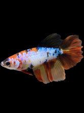 Load image into Gallery viewer, TOP GRADE Female Halfmoon - Galaxy #2216 - Live Betta Fish
