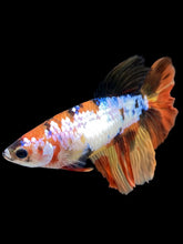 Load image into Gallery viewer, TOP GRADE Female Halfmoon - Galaxy #2216 - Live Betta Fish
