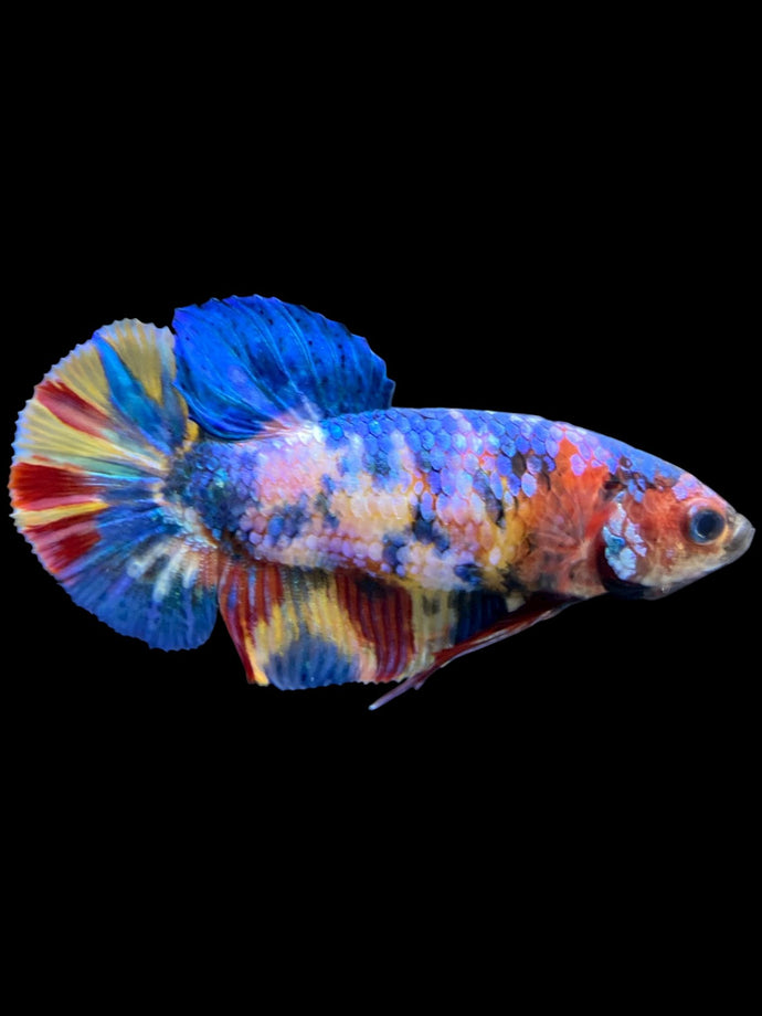 Female Halfmoon Plakat - Multicolor #2217 - Live Betta Fish