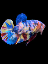 Load image into Gallery viewer, Female Halfmoon Plakat - Multicolor #2217 - Live Betta Fish
