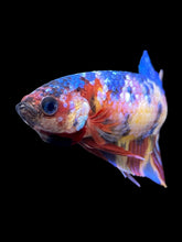 Load image into Gallery viewer, Female Halfmoon Plakat - Multicolor #2217 - Live Betta Fish
