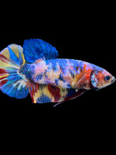 Load image into Gallery viewer, Female Halfmoon Plakat - Multicolor #2217 - Live Betta Fish

