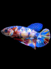 Load image into Gallery viewer, Female Halfmoon Plakat - Multicolor #2217 - Live Betta Fish
